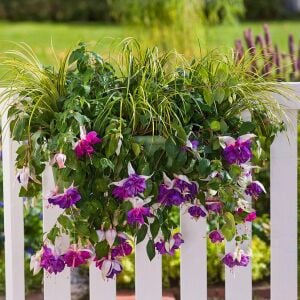Sarkan küpe çiçeği fidesi fuchsia deep purple