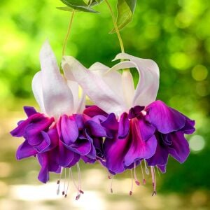 Sarkan küpe çiçeği fidesi fuchsia deep purple