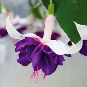 Sarkan küpe çiçeği fidesi fuchsia deep purple