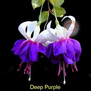 Sarkan küpe çiçeği fidesi fuchsia deep purple