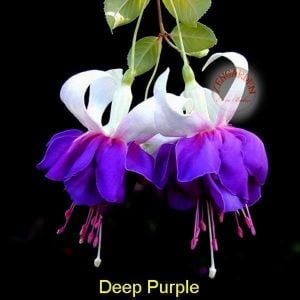 Sarkan küpe çiçeği fidesi fuchsia deep purple