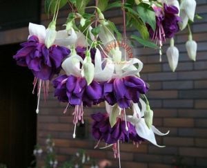 Sarkan küpe çiçeği fidesi fuchsia deep purple