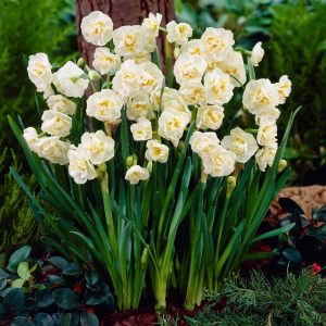 Bridal crown nergis soğanı en yoğun kokulu 5 adet