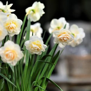 Bridal crown nergis soğanı en yoğun kokulu 5 adet