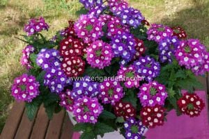 Kırmızı gözlü sarkan mine fidesi verbena samira scarlet eye 1 fide