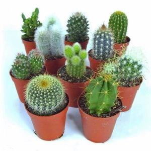 3 adet farklı türde kaktüs seti terrarium set