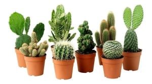 3 adet farklı türde kaktüs seti terrarium set