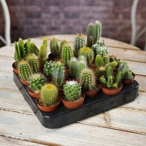3 adet farklı türde kaktüs seti terrarium set