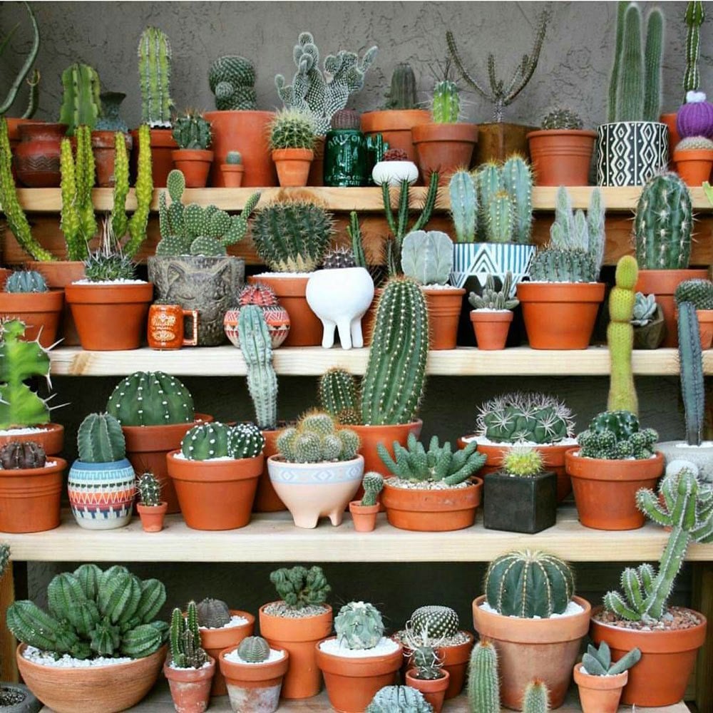 3 adet farklı türde kaktüs seti terrarium set