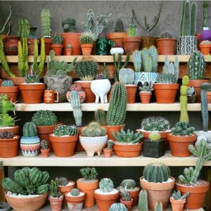 3 adet farklı türde kaktüs seti terrarium set