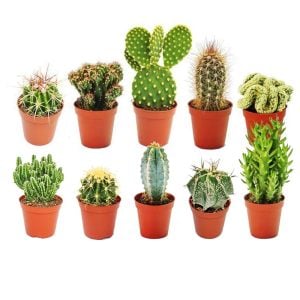 3 adet farklı türde kaktüs seti terrarium set