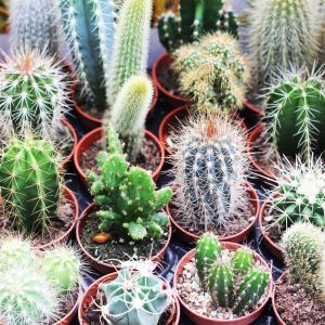 3 adet farklı türde kaktüs seti terrarium set