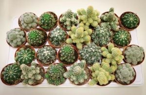 3 adet farklı türde kaktüs seti terrarium set