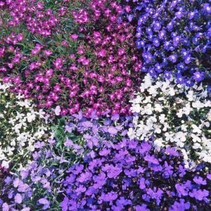 Lobelya tohumu kompakt inci taneleri tüm renkler karışımı lobelia
