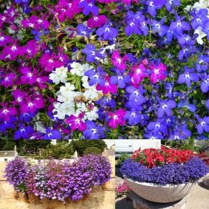 Lobelya tohumu kompakt inci taneleri tüm renkler karışımı lobelia