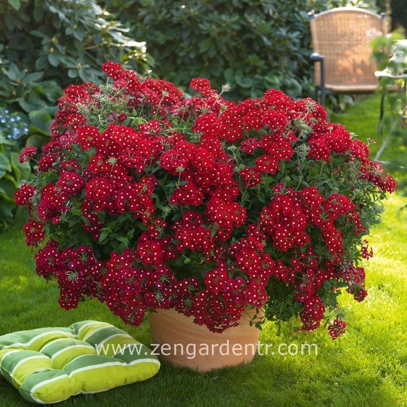 Kırmızı gözlü sarkan mine fidesi verbena samira scarlet eye 7 yada 9 cm saksıda