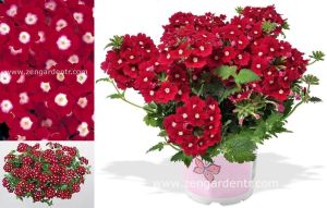 Kırmızı gözlü sarkan mine fidesi verbena samira scarlet eye 7 yada 9 cm saksıda