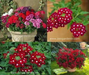 Kırmızı gözlü sarkan mine fidesi verbena samira scarlet eye 7 yada 9 cm saksıda