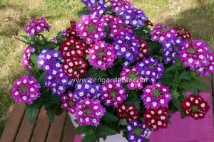 Kırmızı gözlü sarkan mine fidesi verbena samira scarlet eye 7 yada 9 cm saksıda