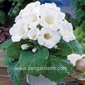 Beyaz gloxinia soğanı bardak menekşesi ithal mont blanc