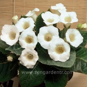 Beyaz gloxinia soğanı bardak menekşesi ithal mont blanc