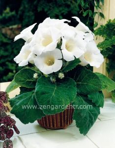 Beyaz gloxinia soğanı bardak menekşesi ithal mont blanc