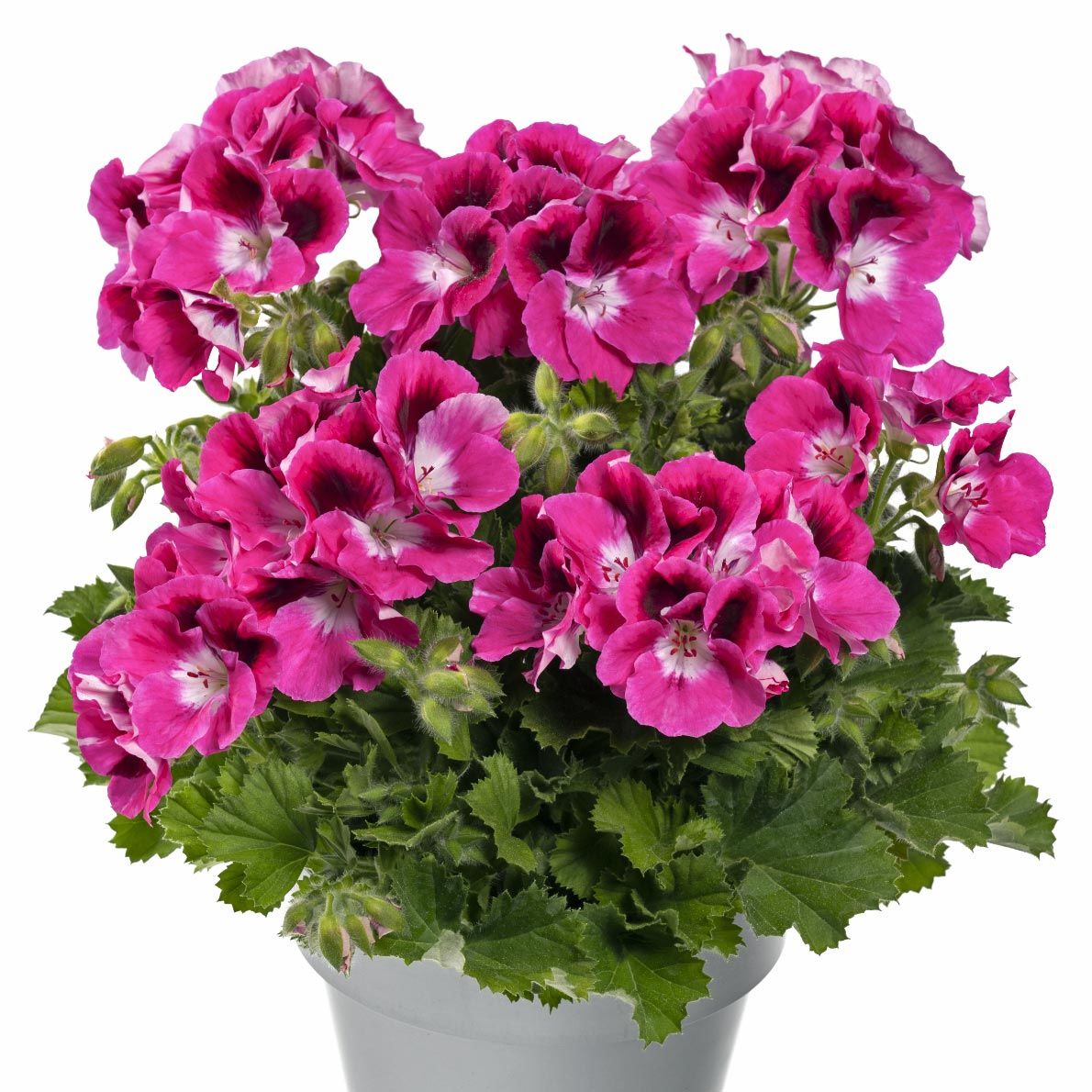 Fuşya canan sardunya fidesi pelargonium aristo magenta