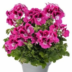 Fuşya canan sardunya fidesi pelargonium aristo magenta