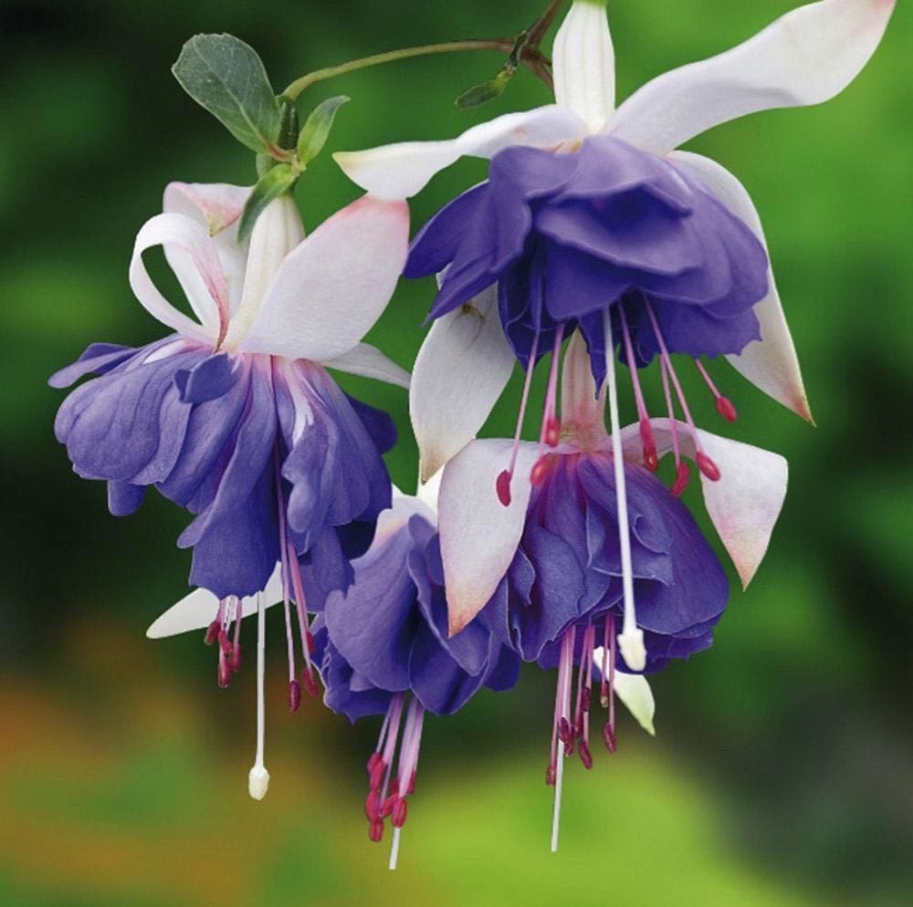 Blue angel mavi küpeli çiçeği fidesi katlı çiçekli