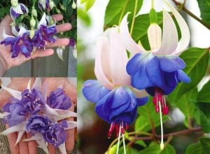 Blue angel mavi küpeli çiçeği fidesi katlı çiçekli