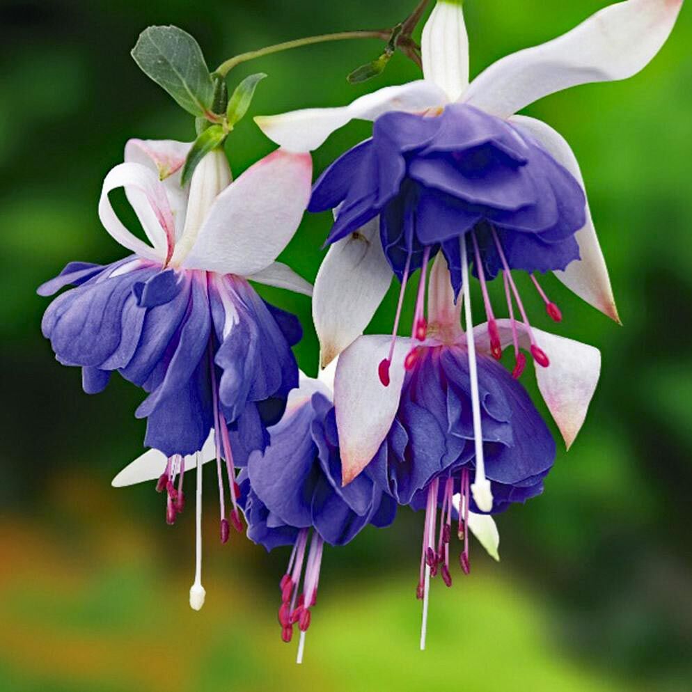 Blue angel mavi küpeli çiçeği fidesi katlı çiçekli