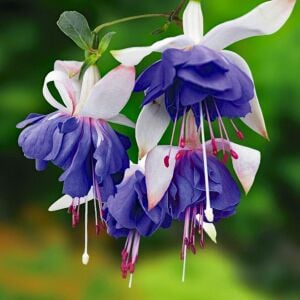 Blue angel mavi küpeli çiçeği fidesi katlı çiçekli