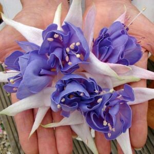 Blue angel mavi küpeli çiçeği fidesi katlı çiçekli