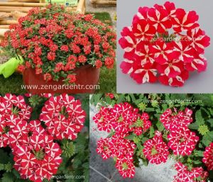 Kırmızı beyaz sarkan mine fidesi verbena samira red star 1 fide