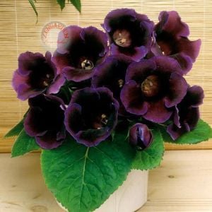 Mor gloxinia soğanı bardak menekşesi ithal hollywood