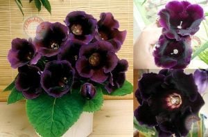 Mor gloxinia soğanı bardak menekşesi ithal hollywood