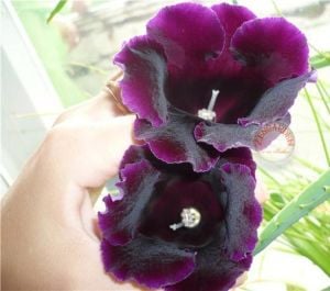 Mor gloxinia soğanı bardak menekşesi ithal hollywood