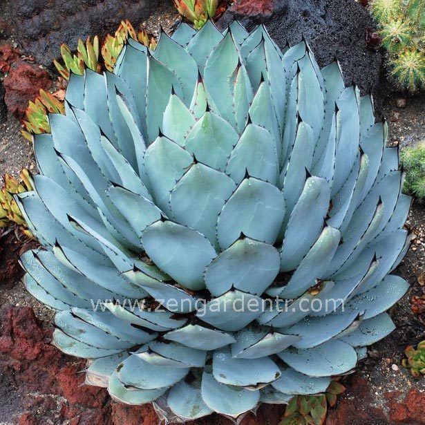Agave parryi yetişmiş saksıda sukulent bitki