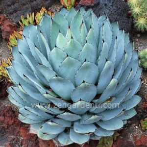 Agave parryi yetişmiş bitki satışı - 309,03 TL