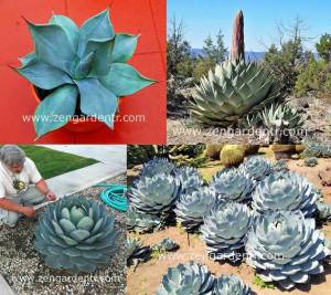 Agave parryi yetişmiş saksıda sukulent bitki