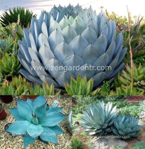 Agave parryi yetişmiş saksıda sukulent bitki