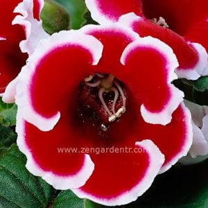 Kırmızı beyaz gloxinia soğanı bardak menekşesi ithal kaiser friedrich