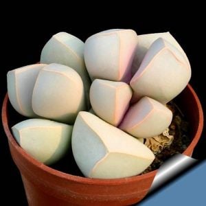 Lapidaria margaretae çiçeklenme yaşında yetişmiş sukulent saksıda