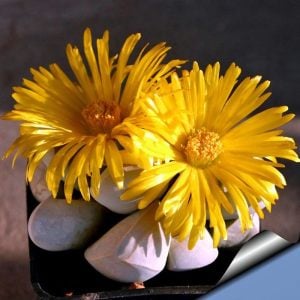 Lapidaria margaretae çiçeklenme yaşında yetişmiş sukulent saksıda