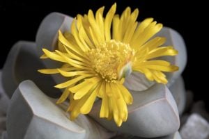 Lapidaria margaretae çiçeklenme yaşında yetişmiş sukulent saksıda