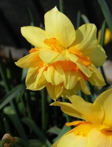 Texas nergis soğanı hoş kokulu 5 adet