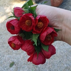 Kırmızı ağaç abutilon fidanı