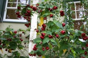 Kırmızı ağaç abutilon fidanı