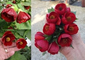 Kırmızı ağaç abutilon fidanı
