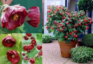 Kırmızı ağaç abutilon fidanı